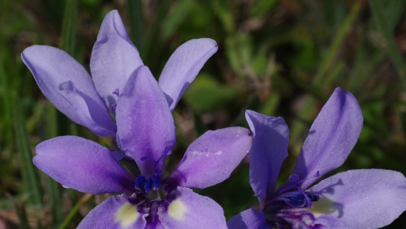 how to grow babiana 2