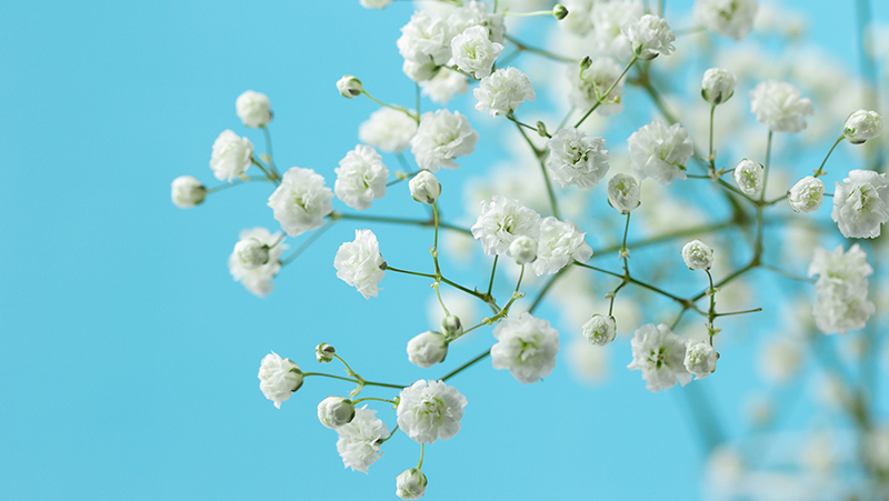 how to grow babys breath 2