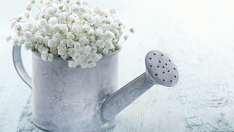 how to grow babys breath 3