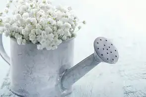 how to grow babys breath 3