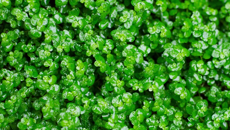 how to grow babys tears 2