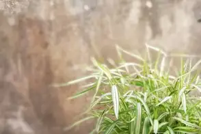 how to grow bamboo 2