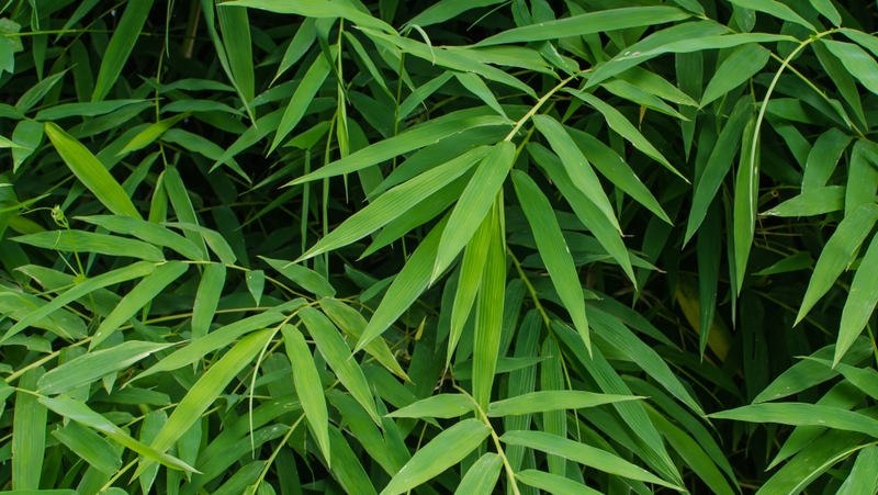 how to grow bamboo 4