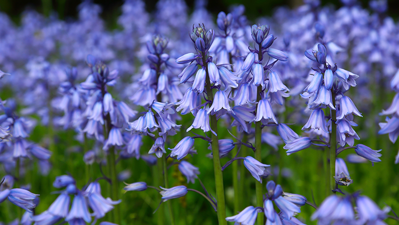 How To Grow Bluebells