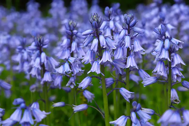 how to grow bluebells 2