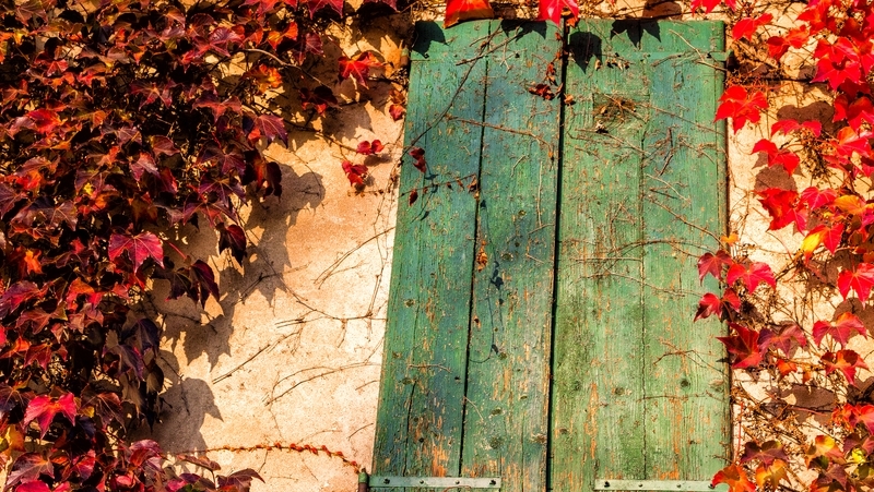 how to grow boston ivy 3