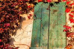 how to grow boston ivy 3