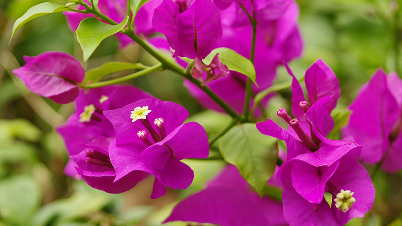 Closeup of bougainvillea showing the small white flowers surrounded by colourful pink bracts (modified leaves)
