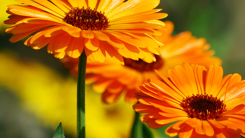 how to grow calendula 2