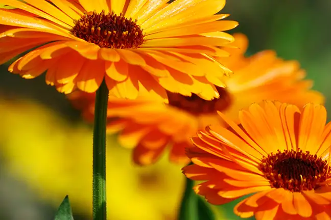 how to grow calendula 2