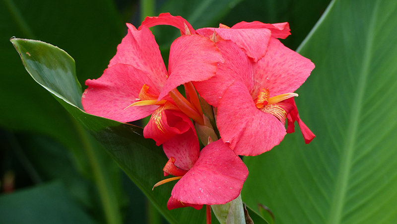how to grow canna 2