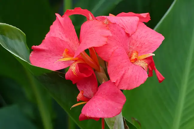 how to grow canna 2