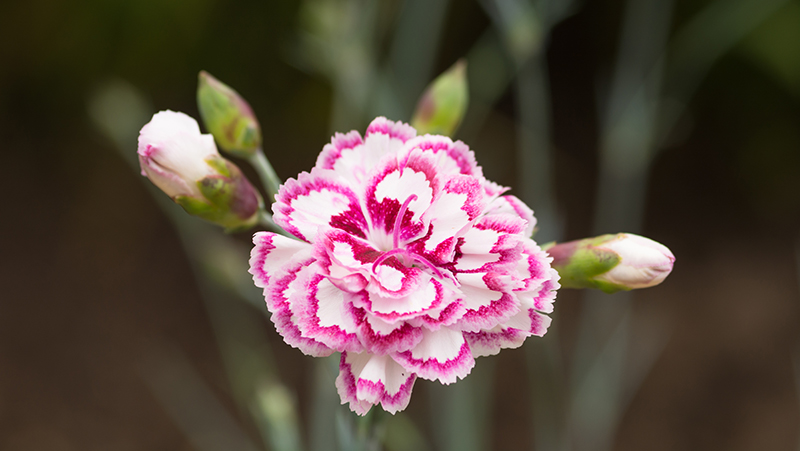 how to grow carnations 2