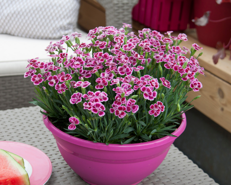 how to grow carnations 3