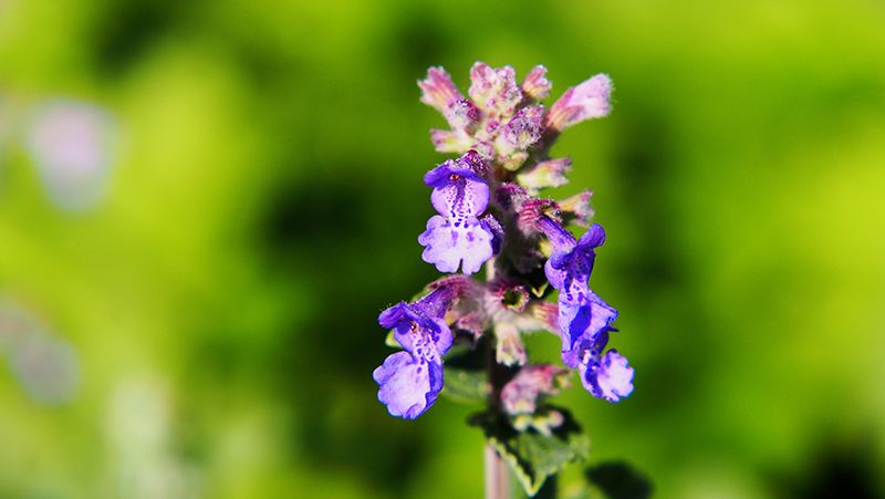 how to grow catmint 2