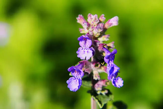 how to grow catmint 2