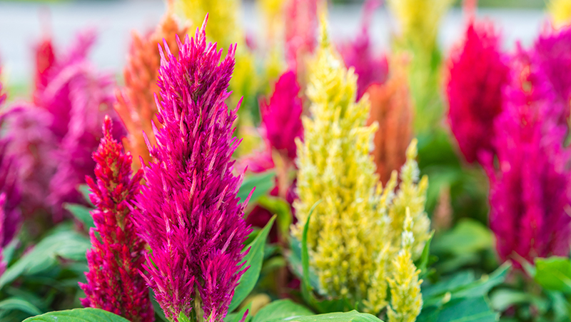 how to grow celosia 2