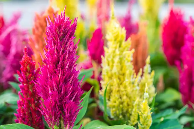 how to grow celosia 2