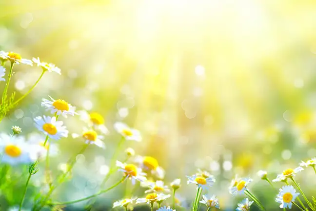how to grow chamomile 2