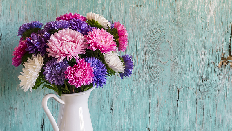 how to grow dahlia 2