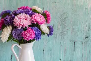 how to grow dahlia 2