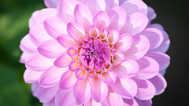 how to grow dahlia 3