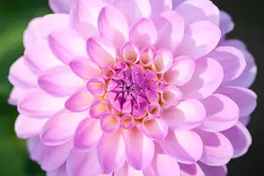 how to grow dahlia 3