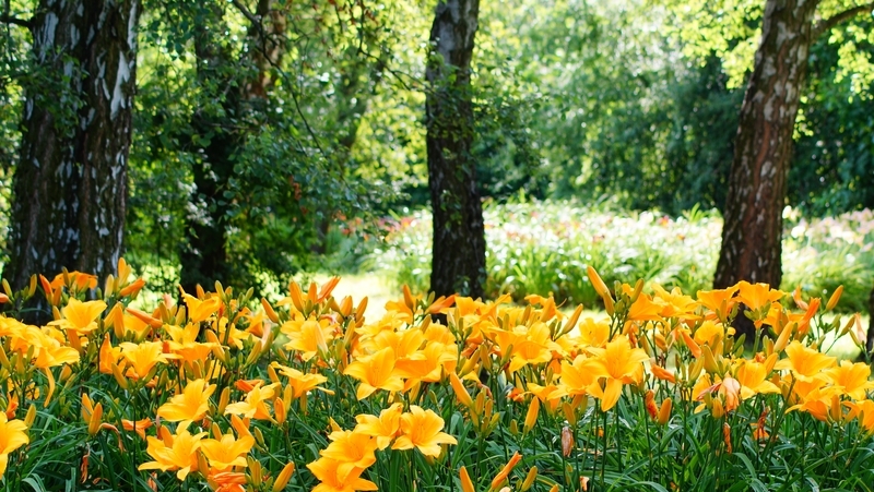 how to grow daylilies 2