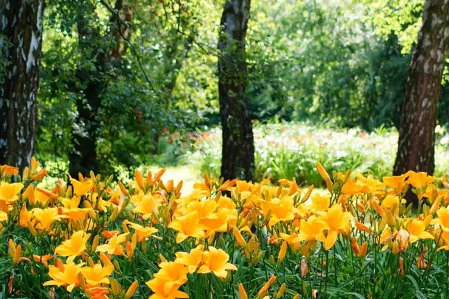 how to grow daylilies 2