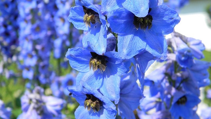 how to grow delphinium 3