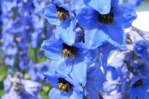 how to grow delphinium 3