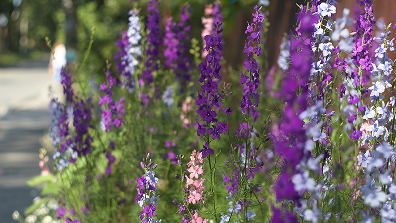 how to grow delphinium 2