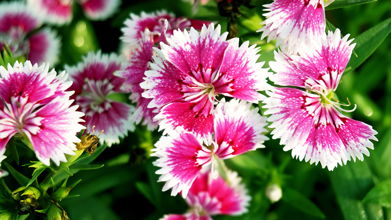 how to grow dianthus 2