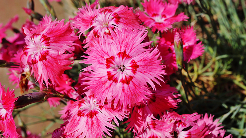 how to grow dianthus 3