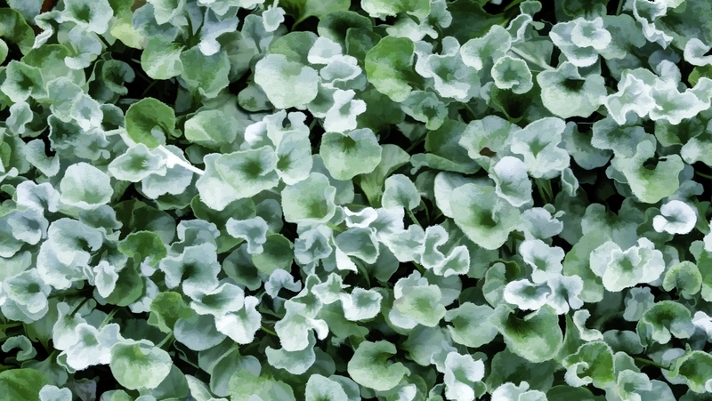 how to grow dichondra silver falls 5