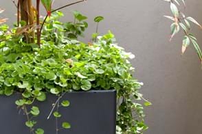 how to grow dichondra silver falls 4
