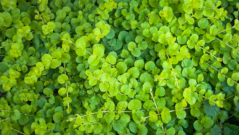 how to grow dichondra silver falls 2