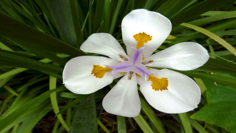 how to grow dietes 2