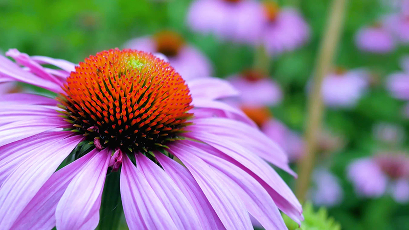 how to grow echinacea 2
