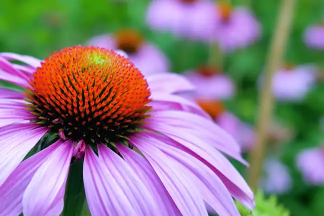 how to grow echinacea 2