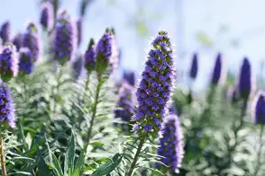 how to grow echium 2