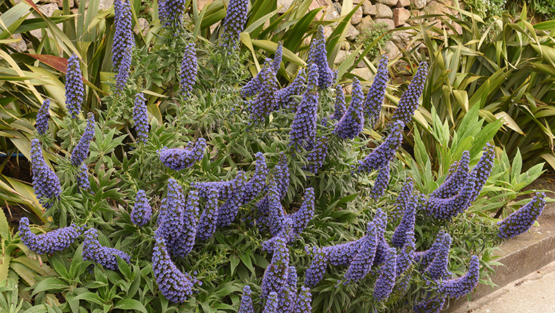 how to grow echium 3