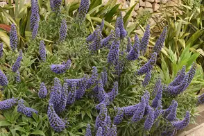how to grow echium 3