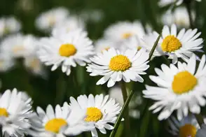 how to grow english daisy 3