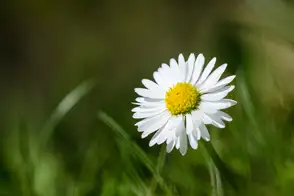 how to grow english daisy 2