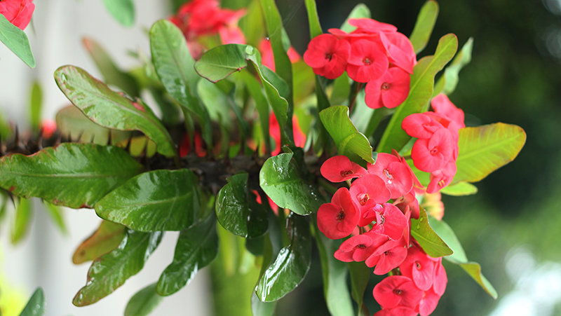 how to grow euphorbia 2