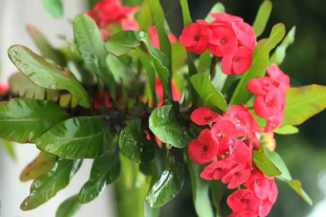 how to grow euphorbia 2