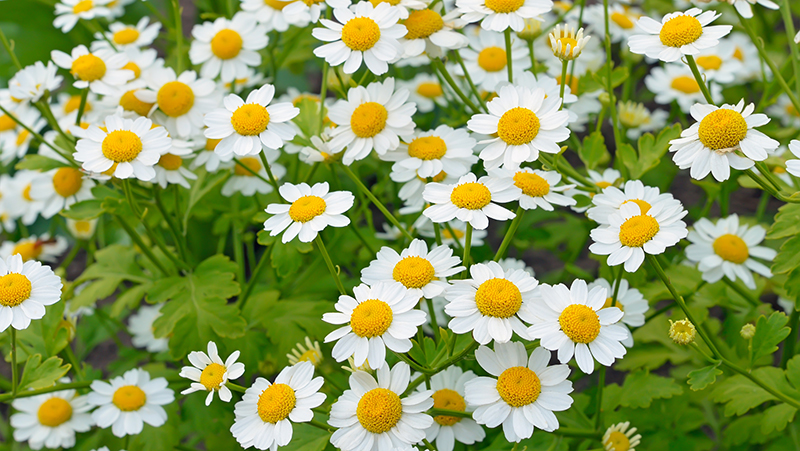 how to grow feverfew 3