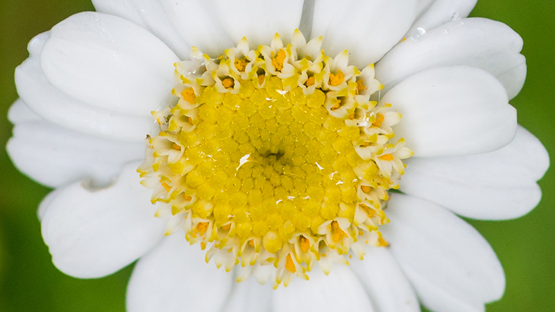 how to grow feverfew 2