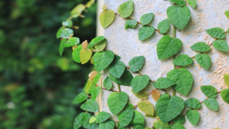 how to grow ficus pumila 2